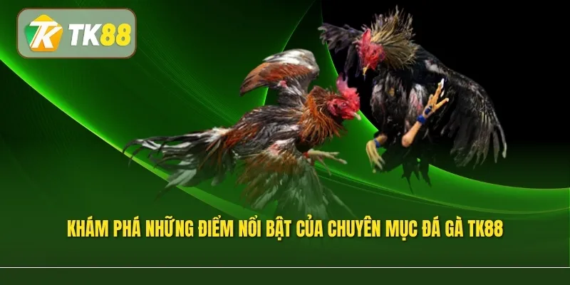 Khám phá những điểm nổi bật của chuyên mục đá gà TK88