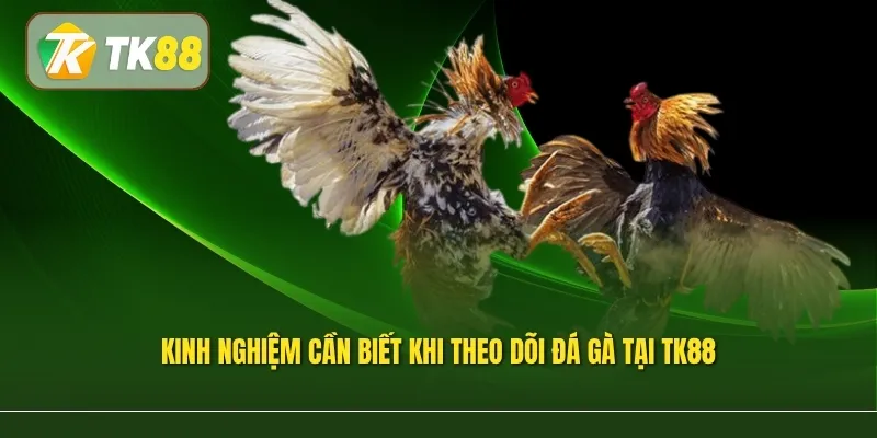 Kinh nghiệm cần biết khi theo dõi đá gà tại TK88