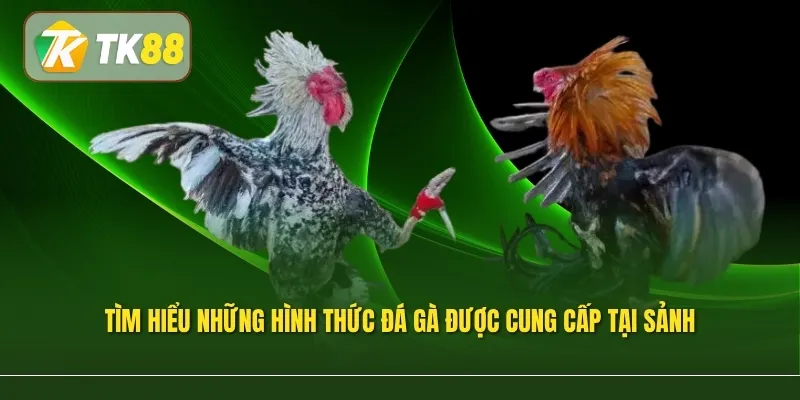 Tìm hiểu những hình thức đá gà được cung cấp tại sảnh